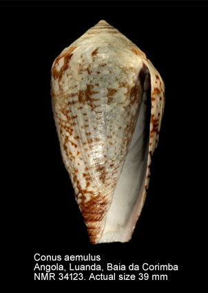 Conus aemulus (2).jpg - Conus aemulusReeve,1844